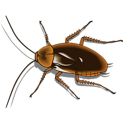 pest control services